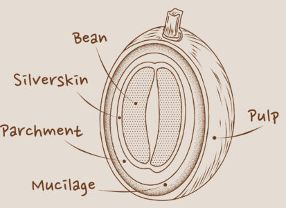 coffee bean structure illustration